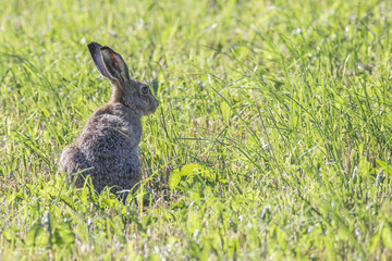 gray hare with ears sitting on a clearing of green grass