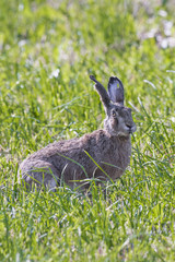 wildlife gray hare sitting on a clearing of green grass