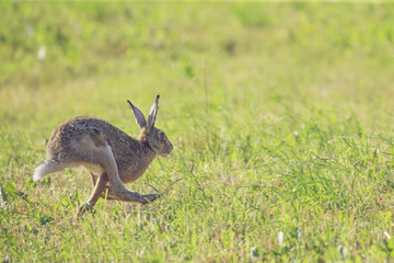 gray hare jumping on a clearing of green grass