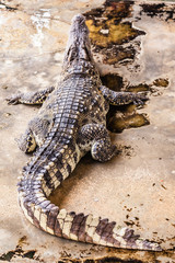 Crocodile seen from behind