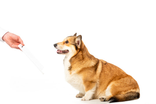 cropped image of man giving digital tablet to corgi isolated on white background