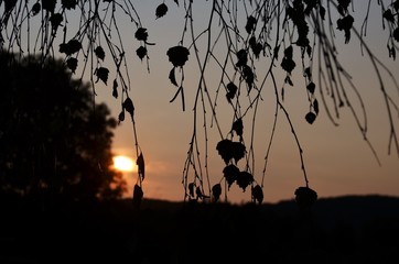 Pflanzen vor Sonnenuntergang