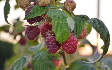 Reife Himbeeren