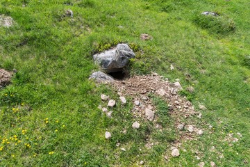 Eingang zu einem Murmeltier Bau, Österreich