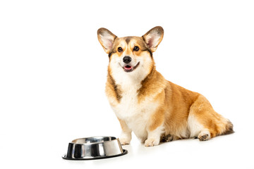 adorable welsh corgi pembroke looking at camera and sitting near bowl isolated on white background