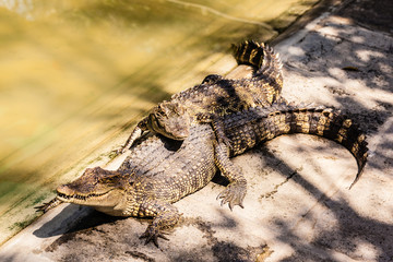 Crocodiles near the water