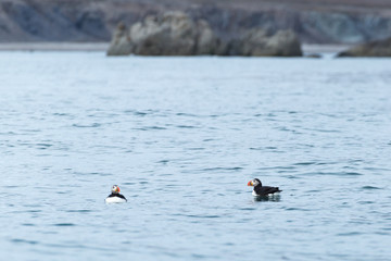 Puffin in the Arctic,