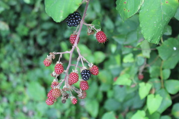 LES FRUITS DE L'AUTOMNE