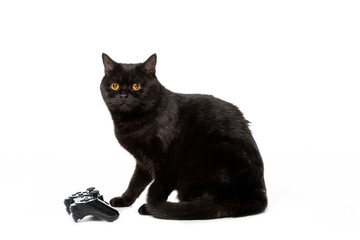studio shot of black british shorthaircat near joystick for video game isolated on white background © LIGHTFIELD STUDIOS