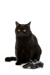adorable black british shorthaircat near joystick for video game isolated on white background © LIGHTFIELD STUDIOS