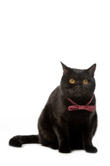 studio shot of black british shorthair cat in bow tie isolated on white background