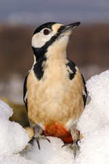 woodpecker (dendrocopos major) standing, snow