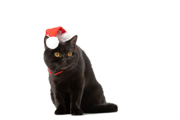 black british shorthair cat in christmas hat isolated on white background