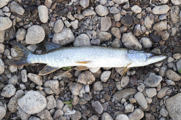 A large fresh freshly caught pike lies on a stony shore