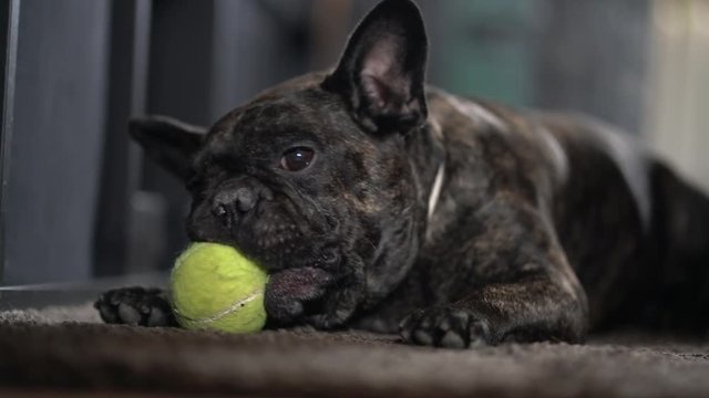 French bulldog pet dog plays with tennis ball.