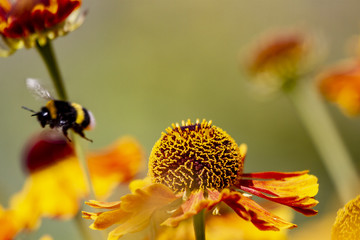 Sonnenbraut Waltraud