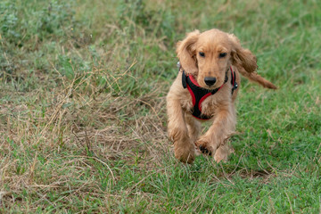 puppy dog cocker spaniel running on grass