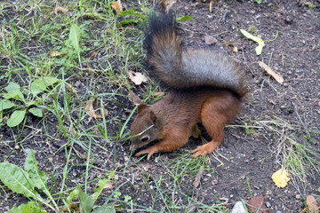 Cute red squirrel with fluffy black tail searching for food and making blanks in the forest