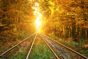 Abandoned Railway under Autumn Colored Trees. Tunnel of Love.
