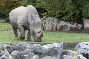 Naklejka premium ogromne dorosłe nosorożce pasące się na łące