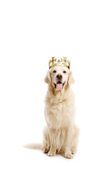 Labrador retriever dog with a crown