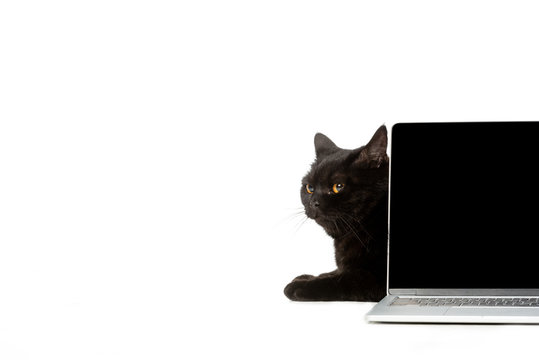 Studio Shot Of Black British Shorthair Cat Sitting Behind Laptop Isolated On White Background