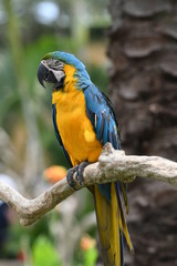 Blue yellow macaw