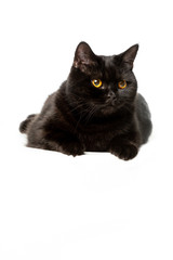 black british shorthair cat isolated on white background
