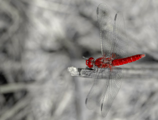 Animal, Animal Eye, Red Dragonfly, Fly - Insect 6