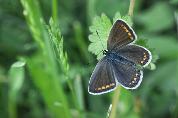 Butterfly Aricia agestis or brown argus, top view