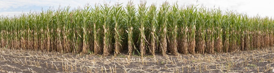 Maisfeld während der Ernte