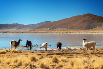 Domestic llamas grazing near a lake on the altiplano in Bolivia