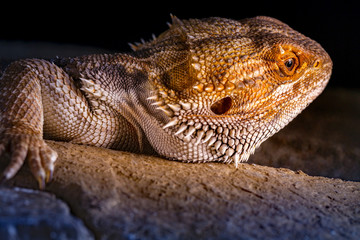 Pogona Vitticeps