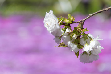 國田家の芝桜と八重桜／岐阜県郡上市