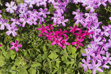 國田家の芝桜／岐阜県郡上市