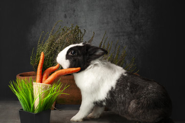 królik jedzący marchewkę - obrazy, fototapety, plakaty