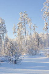 A beautiful winter landscape. Trees covered with frost