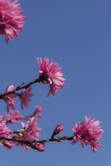 小川の花桃／岐阜県郡上市