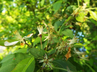 Flower and spider