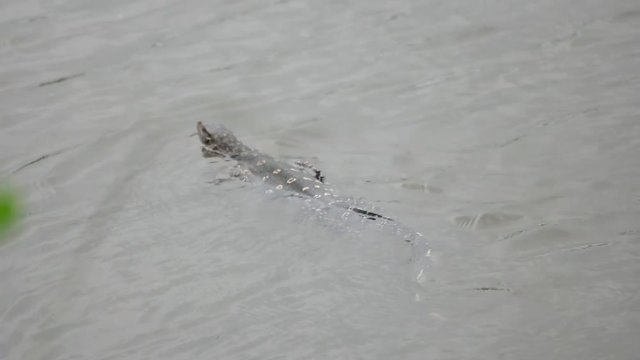 Water monitor lizard swims in the river
