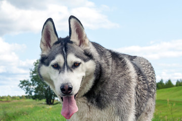 a portrait of the dog's muzzle is a breed of Alaskan malamute, the mouth is open, a long tongue, a funny face, a beautiful dog and a little dirty for a walk,