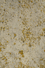Old sand-coloured render with ochre lichen growing on outdoor wall. Close up details.