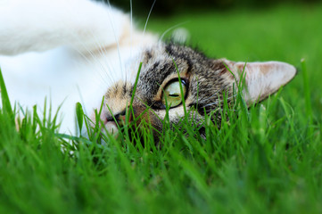 A tabby kitten lying in grass. Relaxing after playing with ball and running around the garden