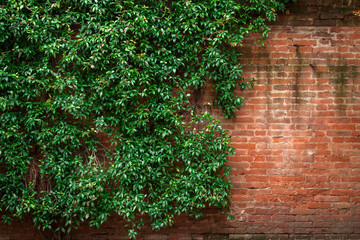 Fototapeta na wymiar Brick wall and green leaves
