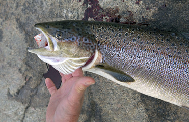 Hand holding a big atlantic salmon