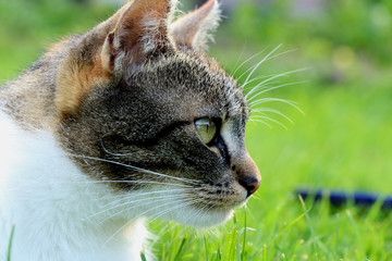 A domestic cat looking on her prey and thinking how execute attack