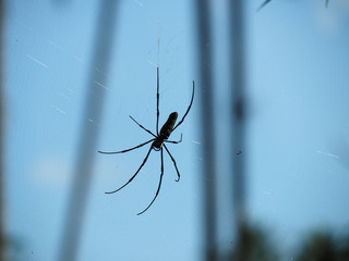 Spinne, Ubud, Bali