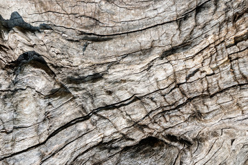 Texture of a Tree Bark for a Background