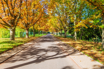 Herbstlich gefärbte Bäume entlanmg einer Straße