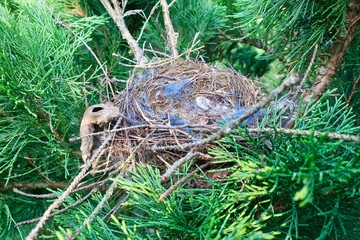 bird's nest in juniper bushes